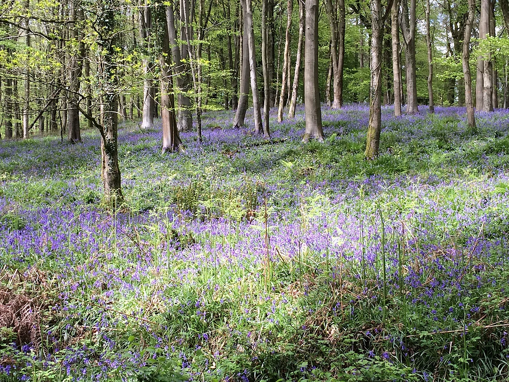 The bluebell woods